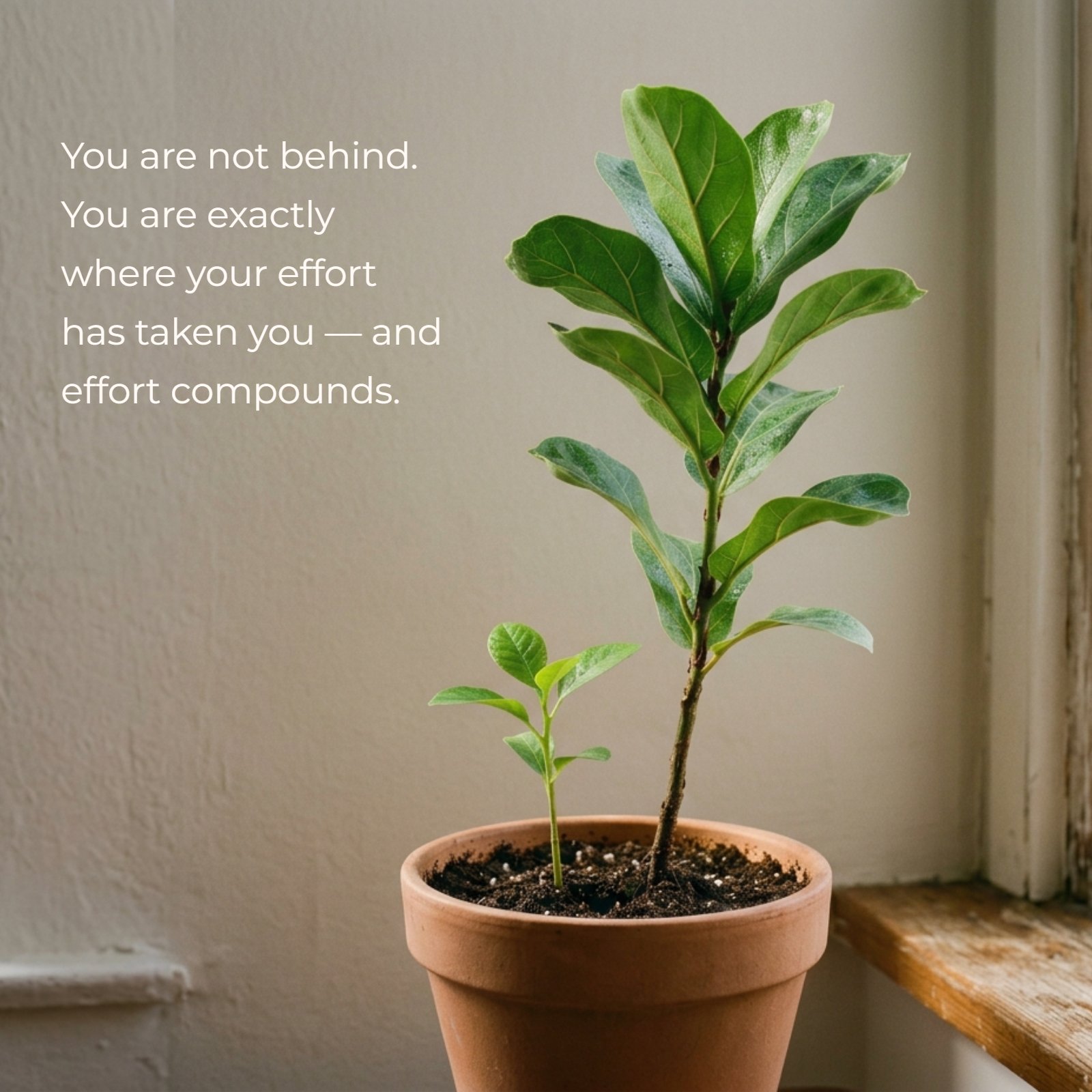 A minimalist photo of a small green sprout growing steadily in a terracotta pot beside a much taller, established leafy plant against a plain, warm wall. The quote 'You are not behind. You are exactly where your effort has taken you — and effort compounds.' is written in simple, clear white text above the plants.