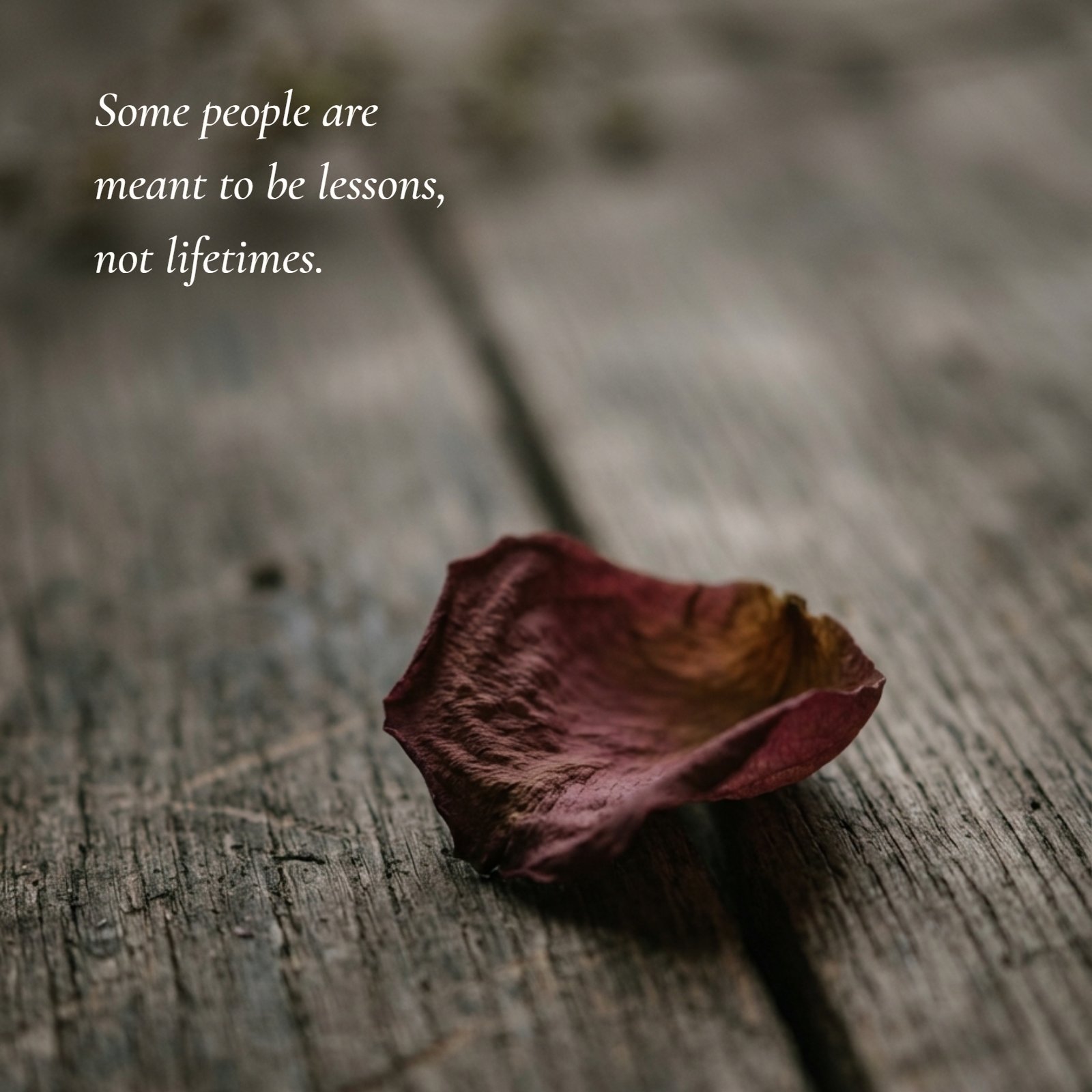 A melancholic, close-up image of a single wilted red rose petal resting on dark, rough wooden planks. The soft, moody lighting conveys sadness. Overlaying the image is the breakup quote "Some people are meant to be lessons, not lifetimes."